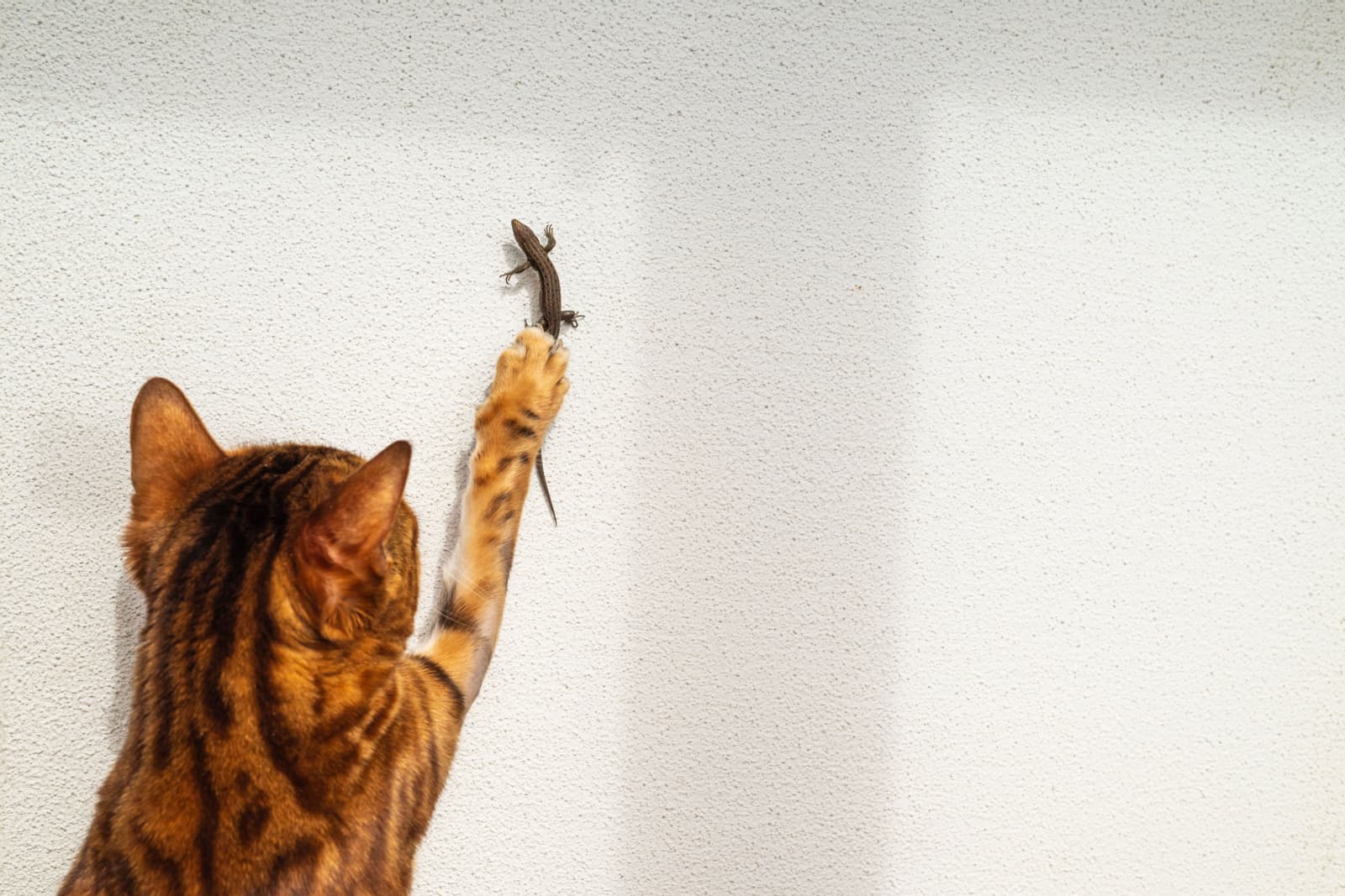 Een Bengaalse kat slaat of grijpt een zandhagedis die met zijn poot over een witte muur klimt