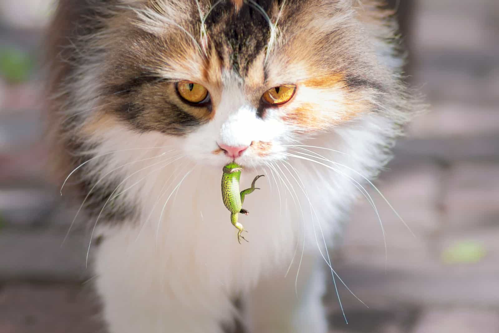 Kat ving een hagedis