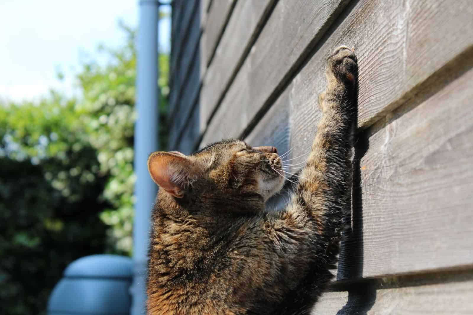 De kat krabt op de muur