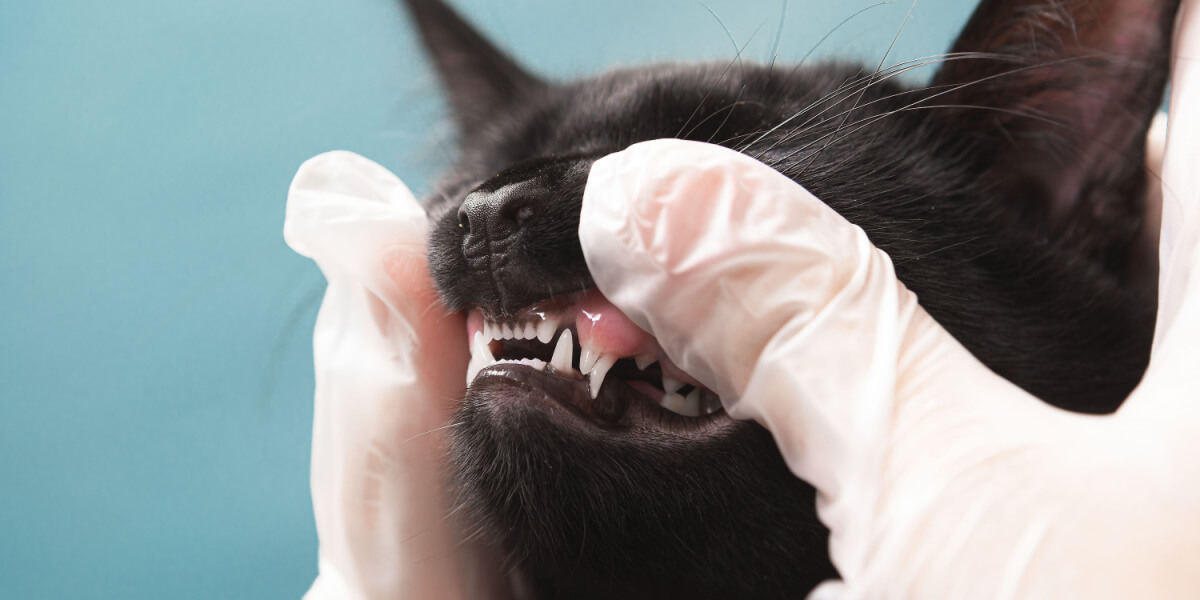 Kat met behouden bladverliezende tand
