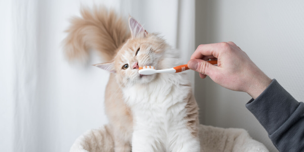 Kat die zijn tanden laat poetsen