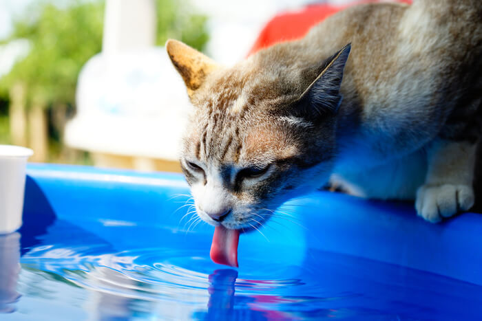 Kat drinken met tong