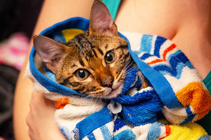 savannah kat gewikkeld in handdoek