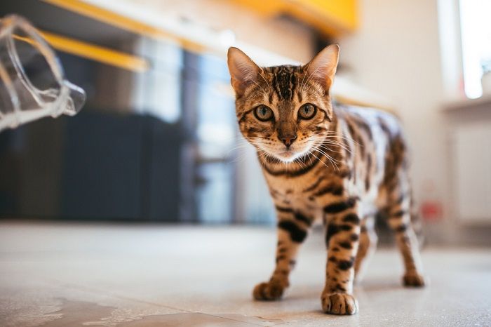 Bengaalse kat loopt op de grond in de keuken