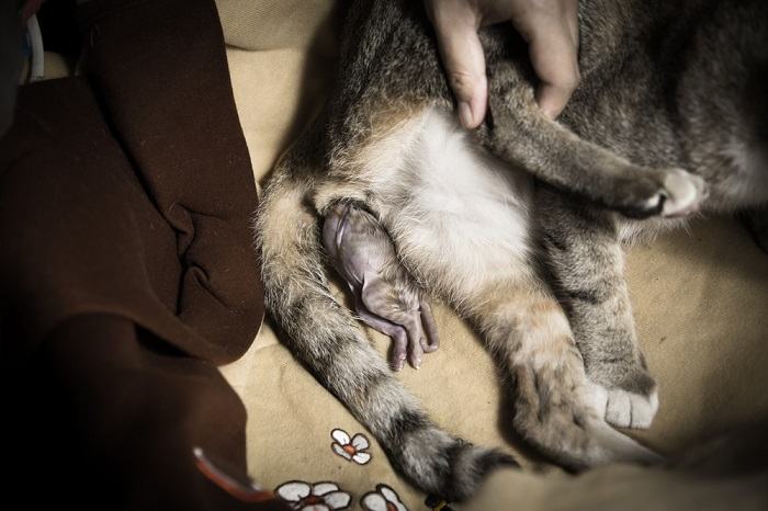 bevallende kat met het kitten in de vagina