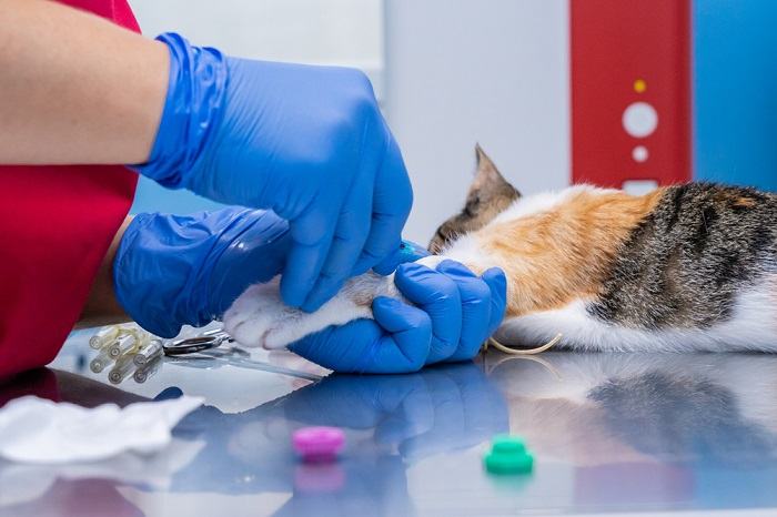 Dierenarts verzamelt bloed van een kat