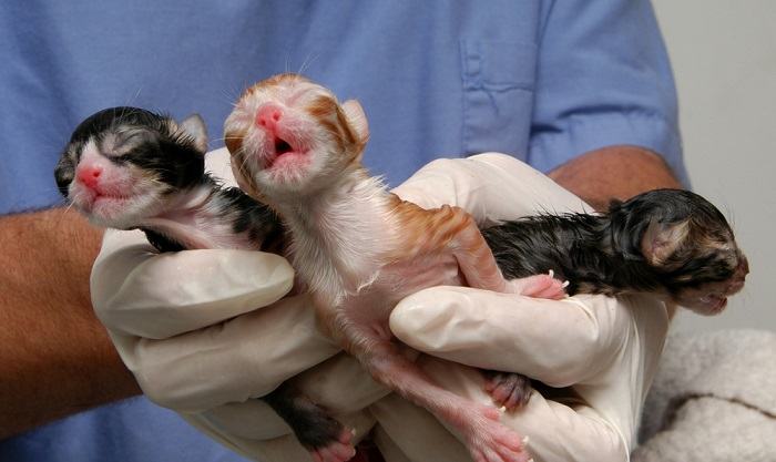 Pasgeboren kittens na keizersnede