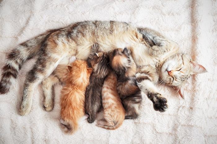 Grijze moederpoes die haar baby's kittens verzorgt