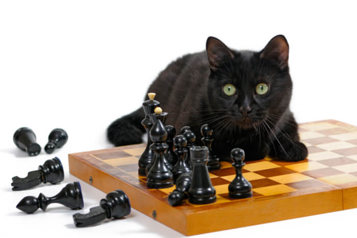 Intelligent kattenschaakbord