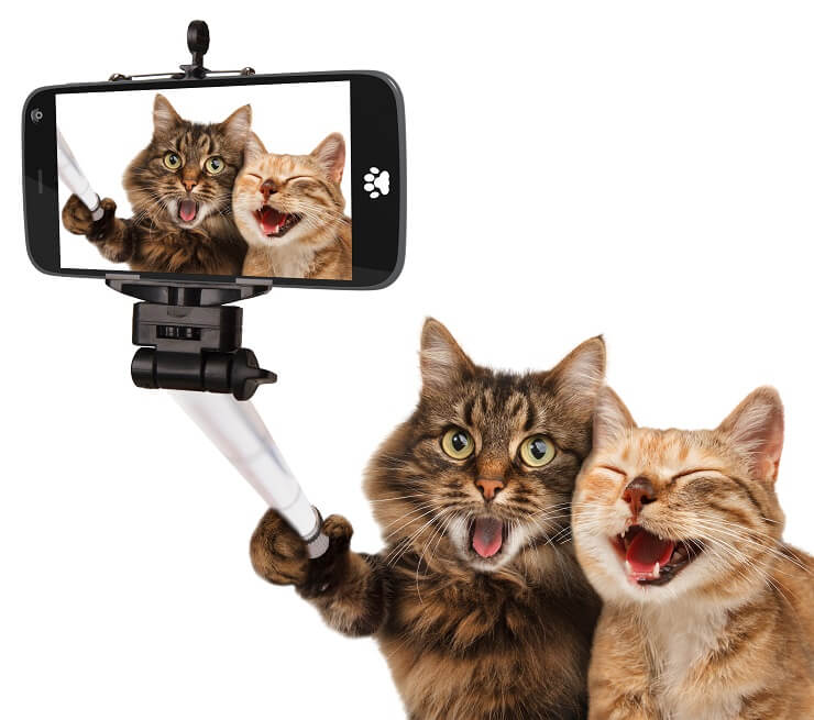 Katten die selfie maken