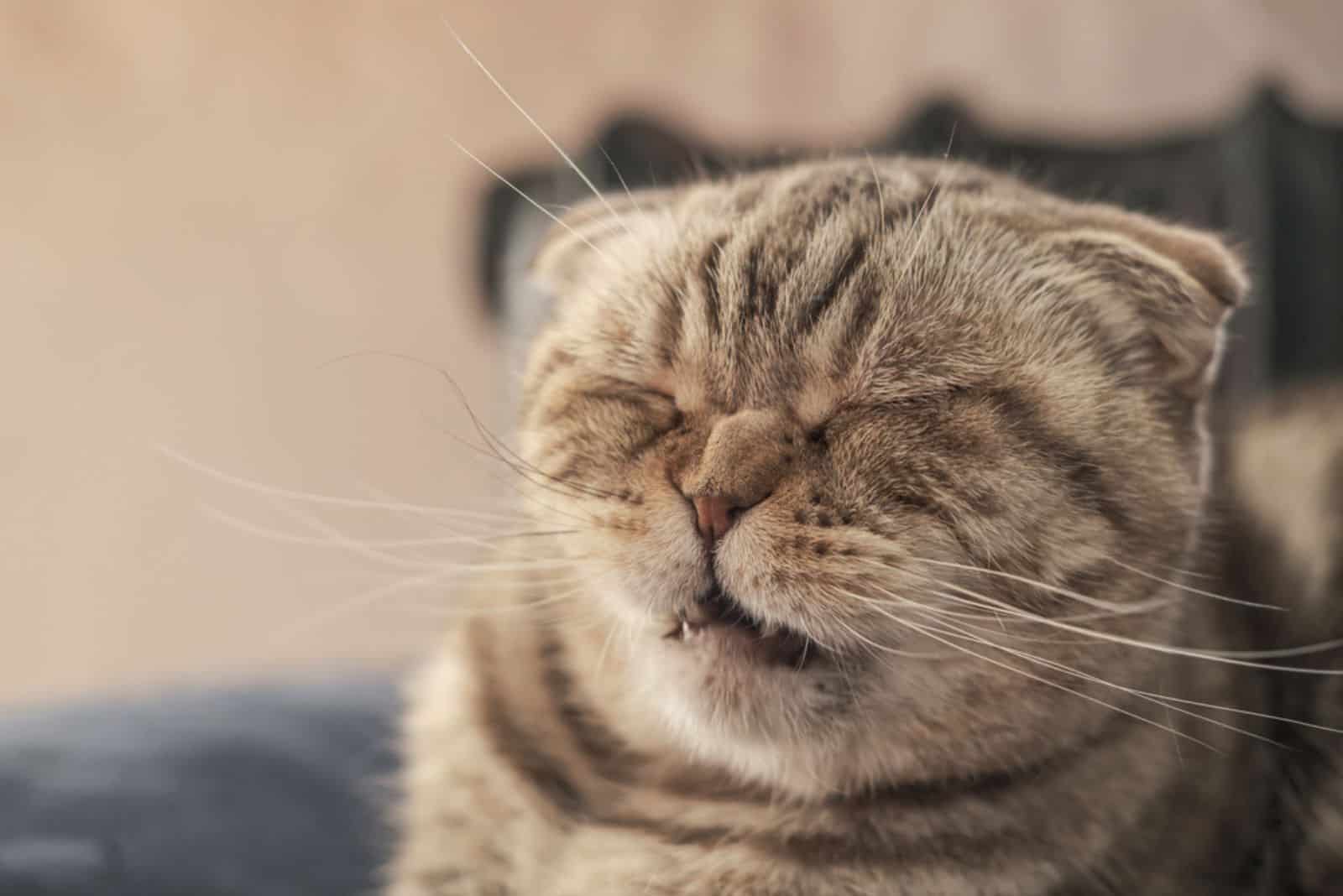 Schattige kat Scottish Fold staat op het punt om te niezen