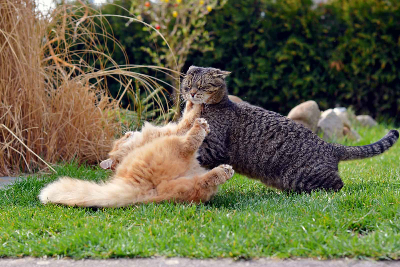 Twee katten vechten in de tuin