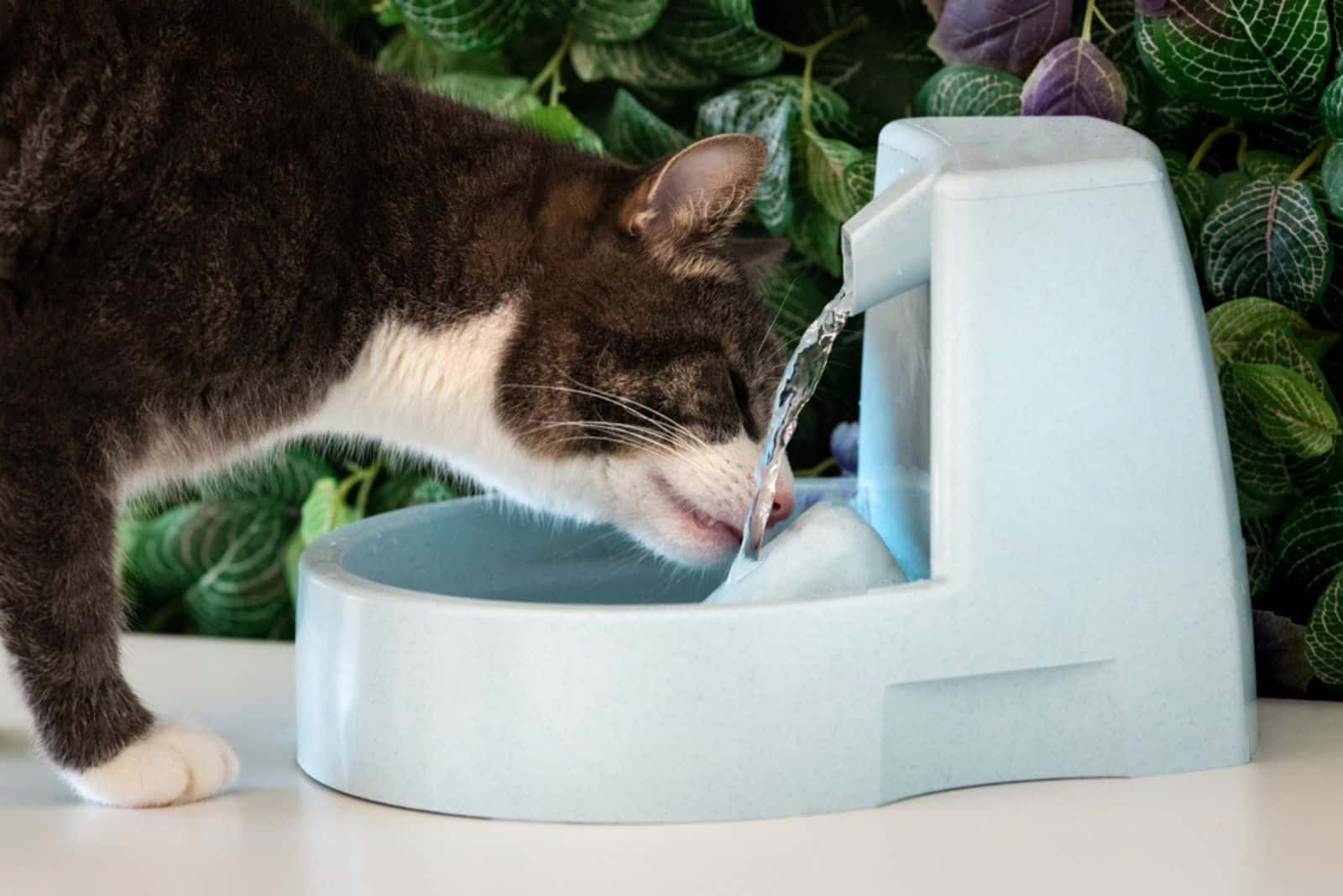 Kat drinkt schoon water uit waterdispenser