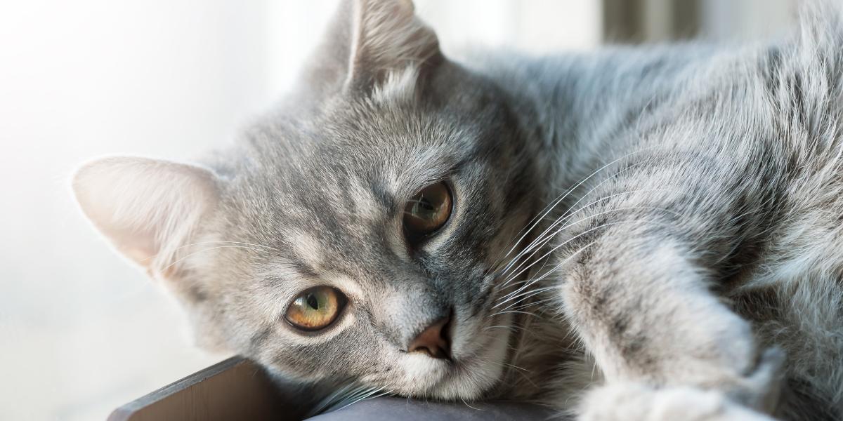 7 subtiele manieren waarop je je kat zou kunnen beledigen