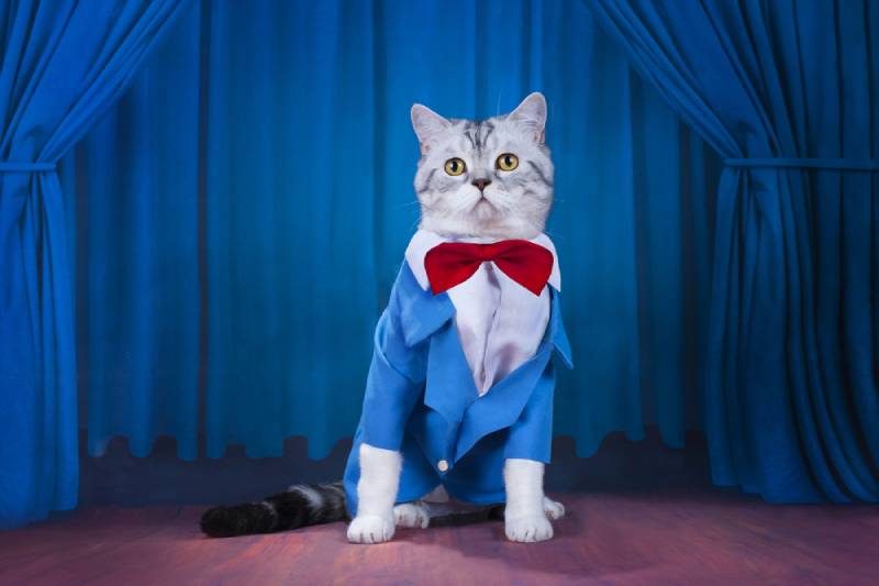 een beroemde kat die een kostuum draagt