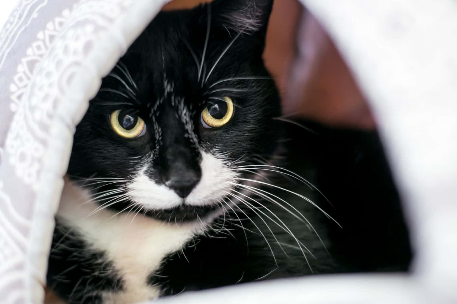 Een verlegen zwart-witte Tuxedo-kat met verwijde pupillen die zich verschuilt in een overdekte kattenmand