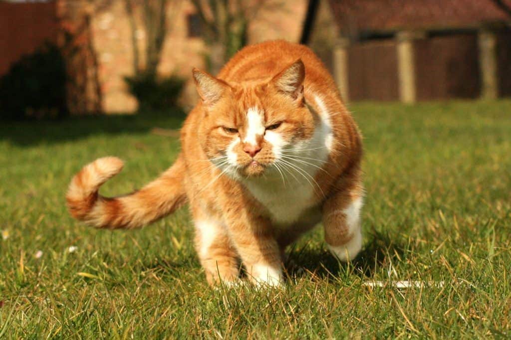 oranje kat schudt zijn staart