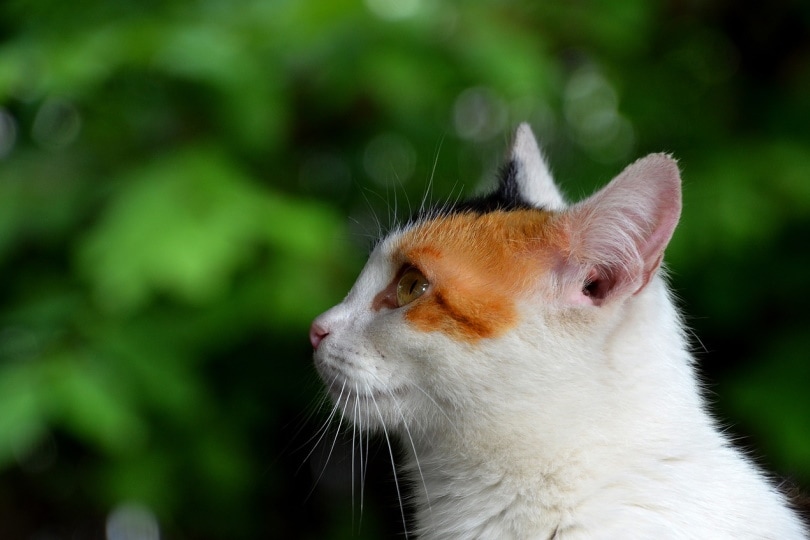 Calico kat met oren naar boven gericht