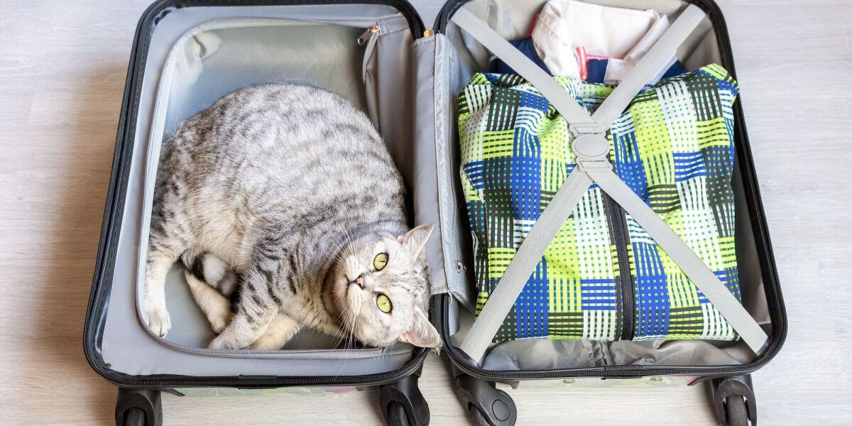 kat in koffer