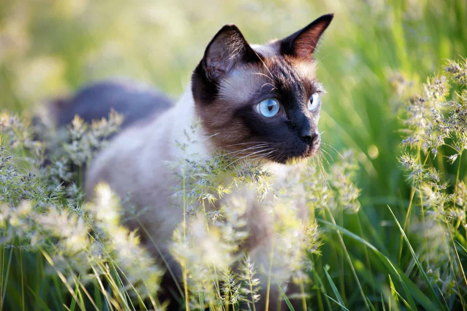 De mooie bruine kat, Siamees, met blauwgroene ogen ligt in een groen gras en bladeren