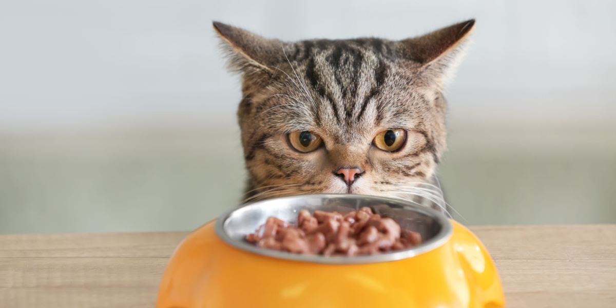 Schattige kat die naar kom met voedsel kijkt