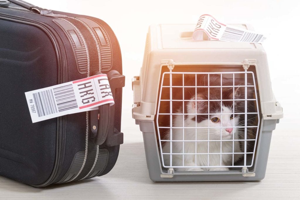 kat in de bagagedrager naast de bagage