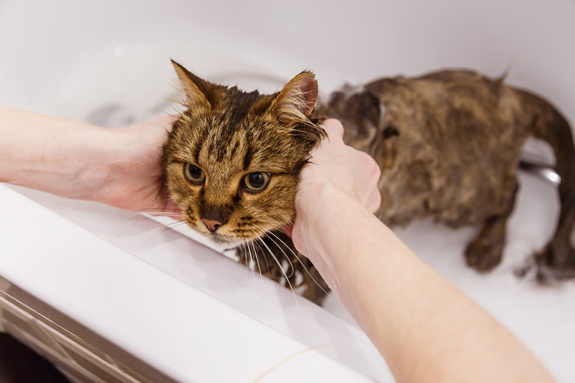natte kat in bad met douche
