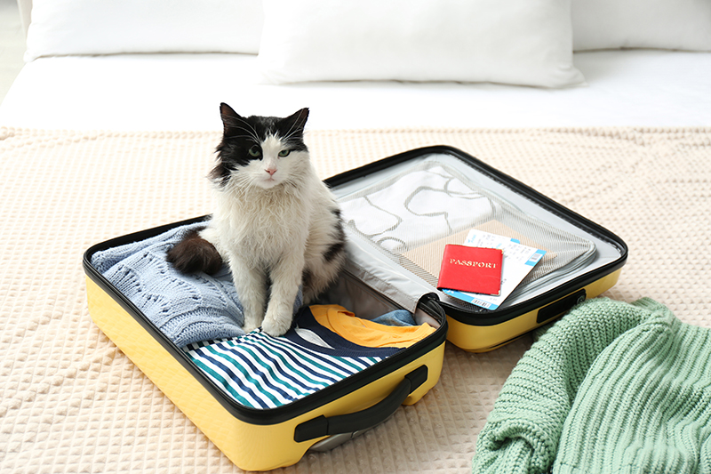 kat zittend op een koffer klaar om te reizen