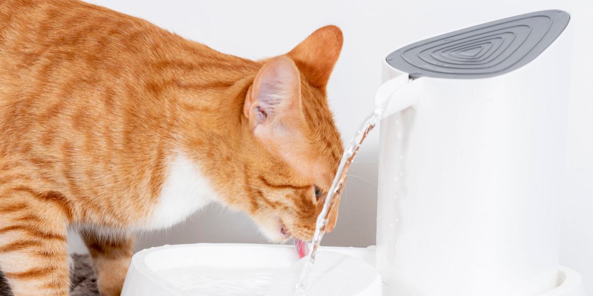 Kat die schoon water drinkt uit een dispenser