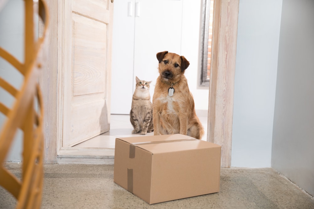 hond en kat met pakje voor deur