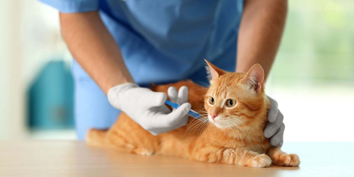 Dierenarts die kat vaccineert in een dierenkliniek