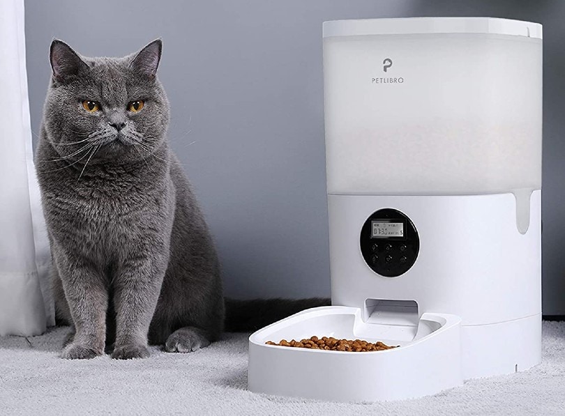 kat met een automatische feeder