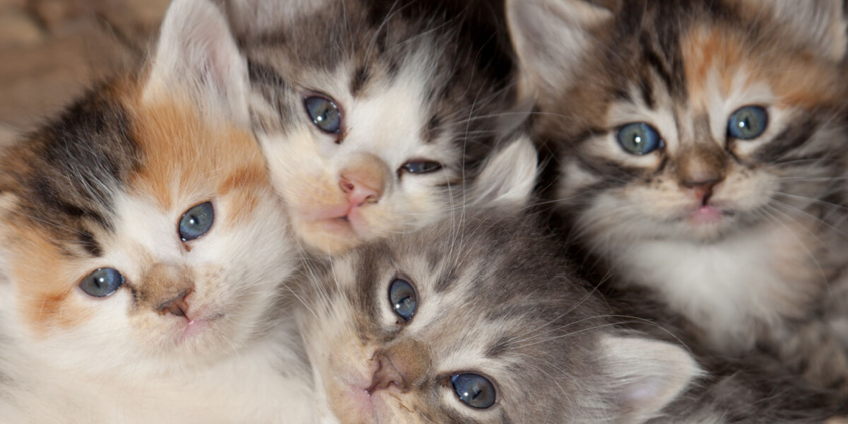 Vier schattige kittens