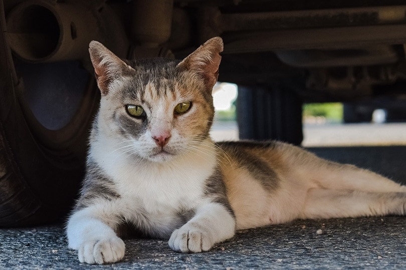 een verwilderde kat die onder een auto ligt