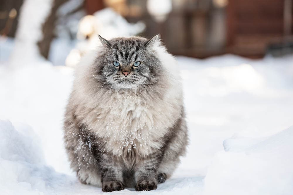 Neva Masquerade kat in de sneeuw