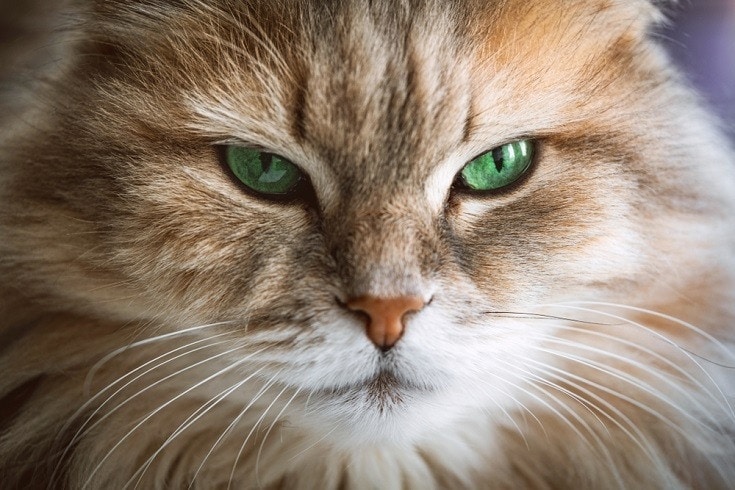 kat met sterk groene ogen