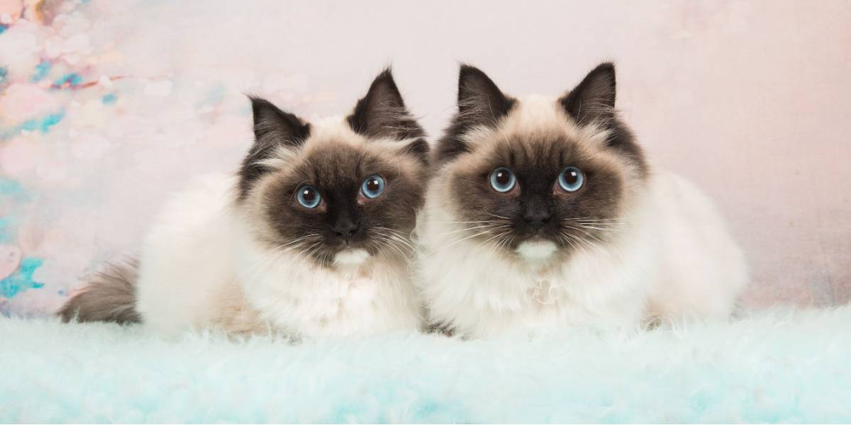 Twee bijna identieke lappenpopkatten