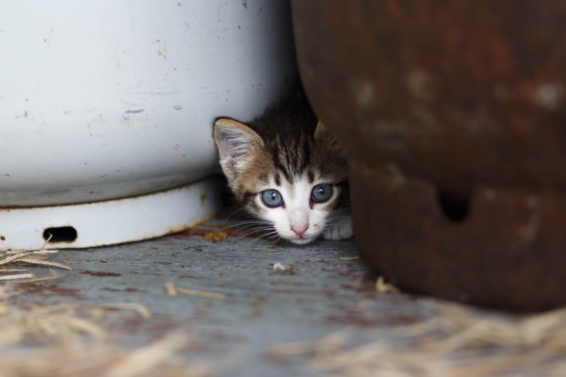 kitten verstopt