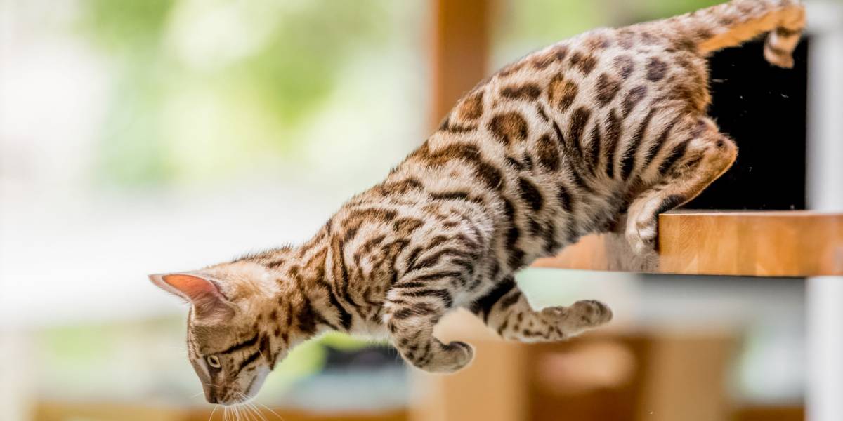 Namen van krijgerskatten: Bengaals katje dat van een keukentafel springt