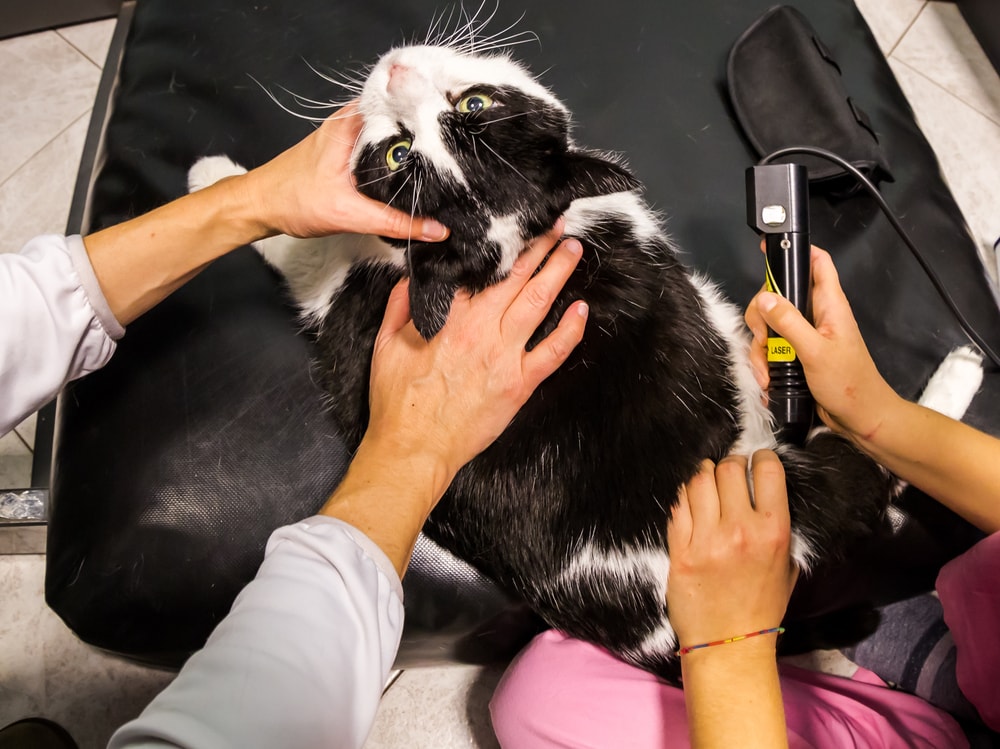 Kat die lasertherapie krijgt