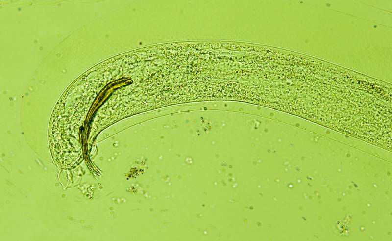 Kattenlongworm onder de microscoop