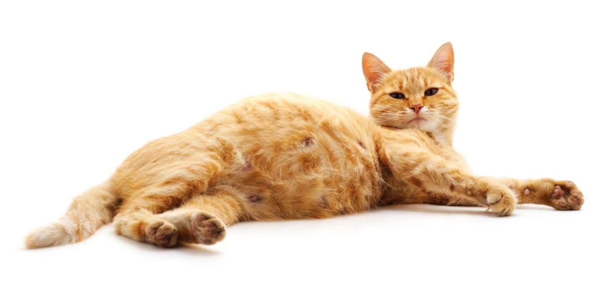 Verzakte baarmoeder bij katten: oorzaken, symptomen en behandeling