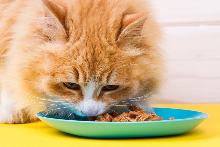 katten eten