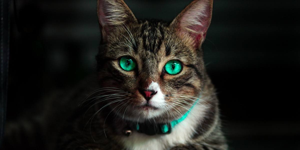 kat met gloeiende groene ogen