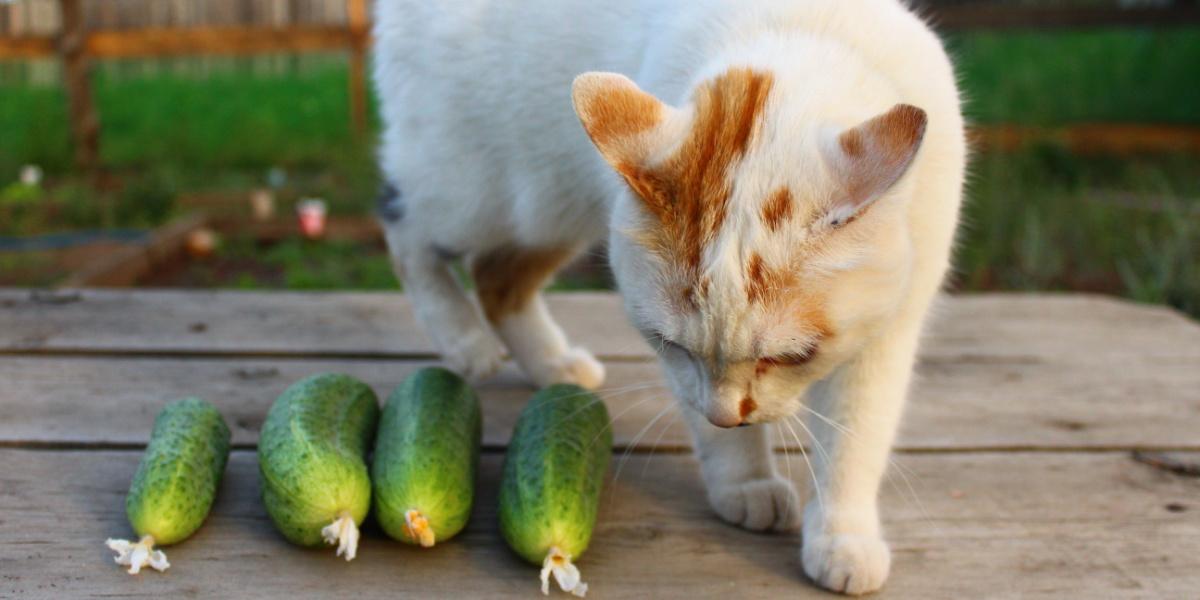 kat ruikende komkommers