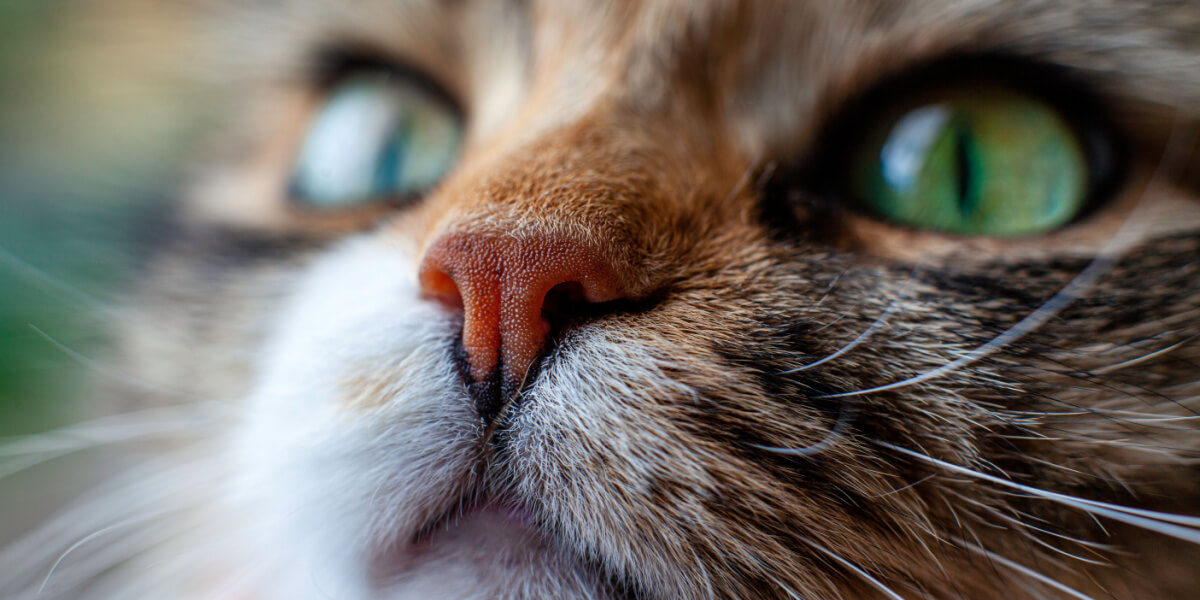 close-up van het gezicht van de kat