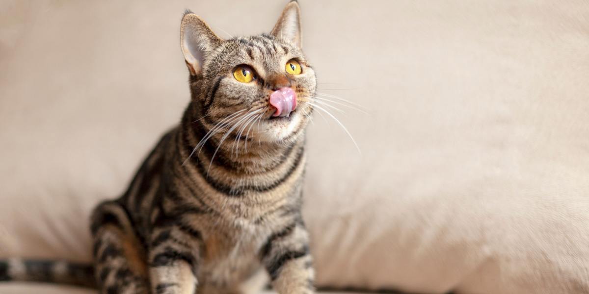 Waarom slaan katten op hun lippen? Hoe ze te laten stoppen