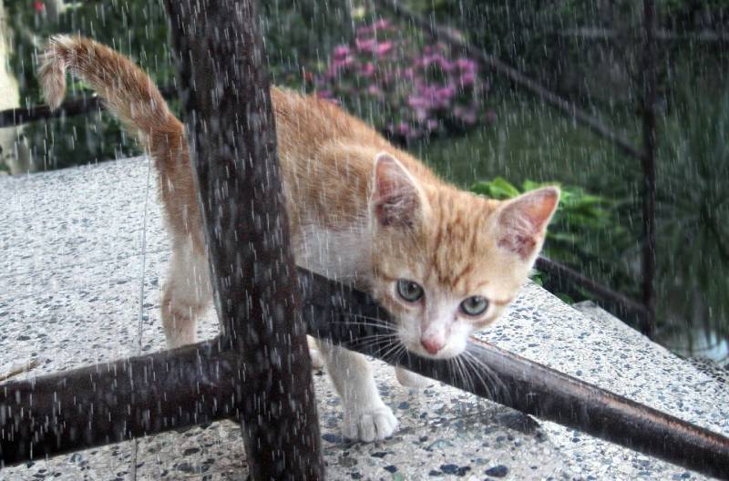 een kitten buiten in de regen