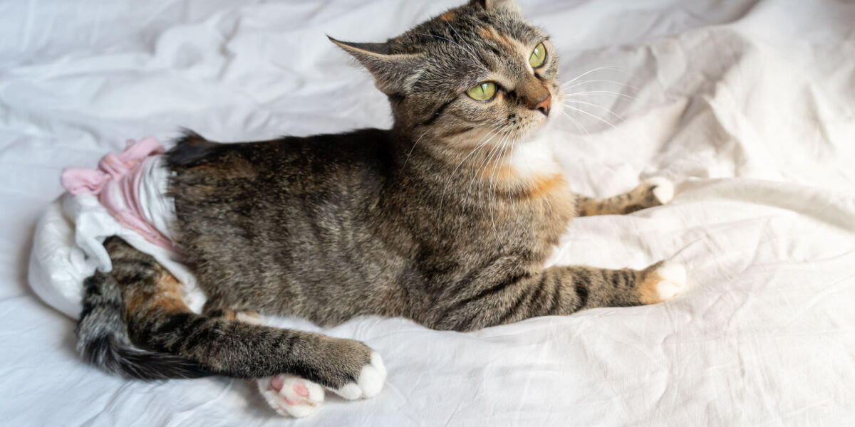 Wat zijn de voor- en nadelen van het gebruik van kattenluiers?
