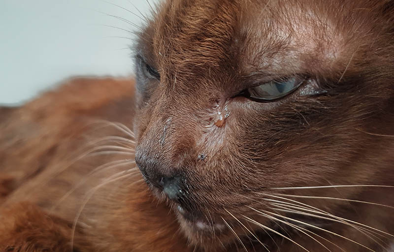 Oogafscheiding bij oude bruine kat. Katachtige bovenste luchtweginfecties